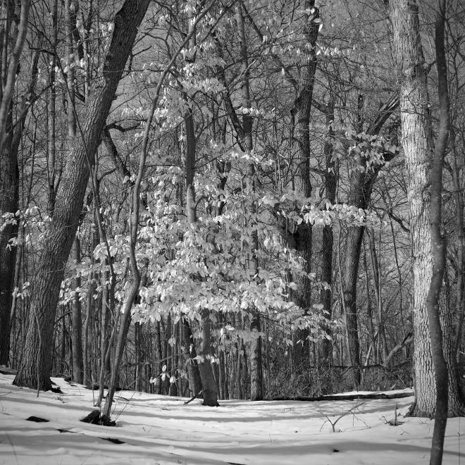 a tree with bright leaves in the midst of leafless trees in a forest