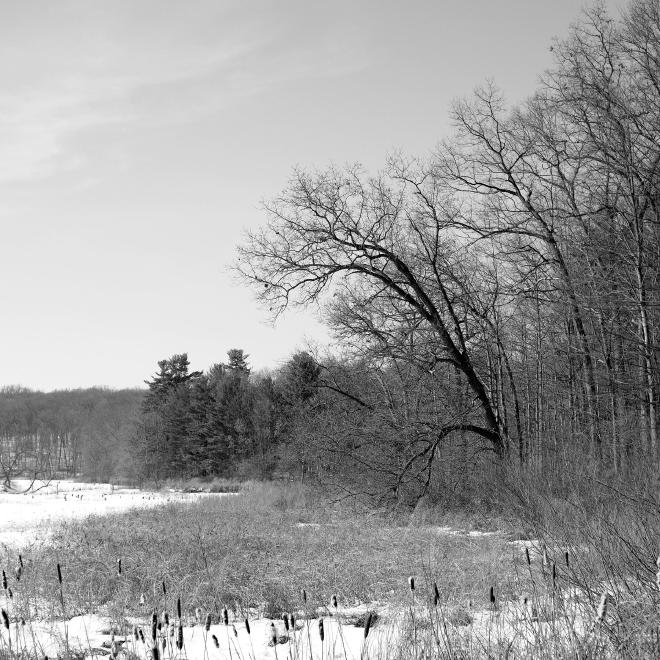 trees from a forest next to a frozen lake