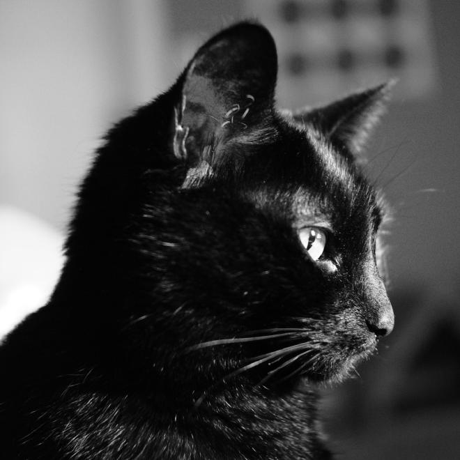 a black cat looking off-frame to the right