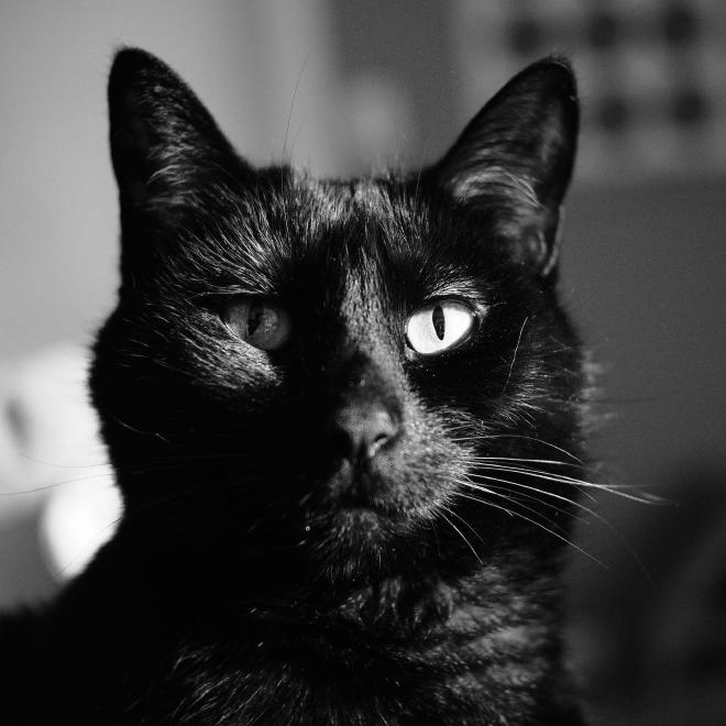 a black cat with striking eyes looking into the camera