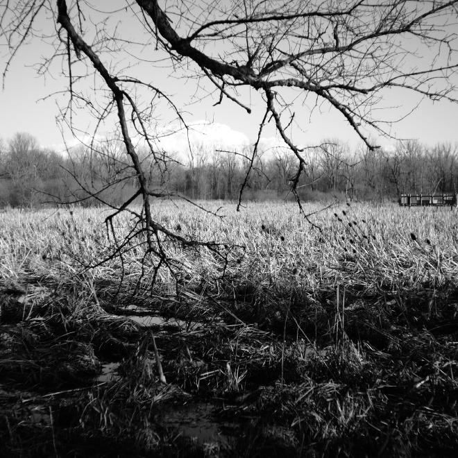 a grassland with a dark tree branch hanging down in from above the frame
