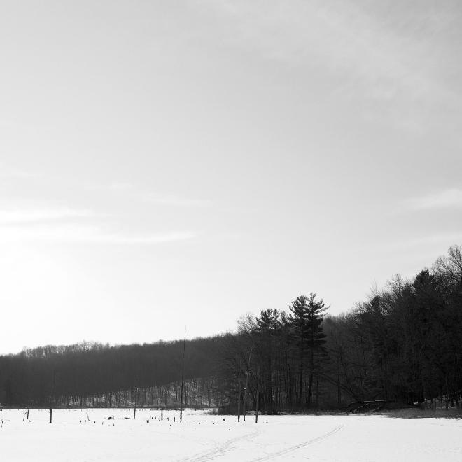 a mysty woodland set against a clear sky