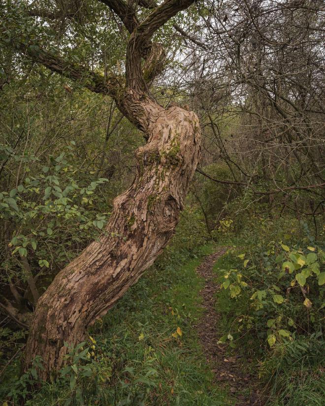 an old tree in the autumn surrounded by woods