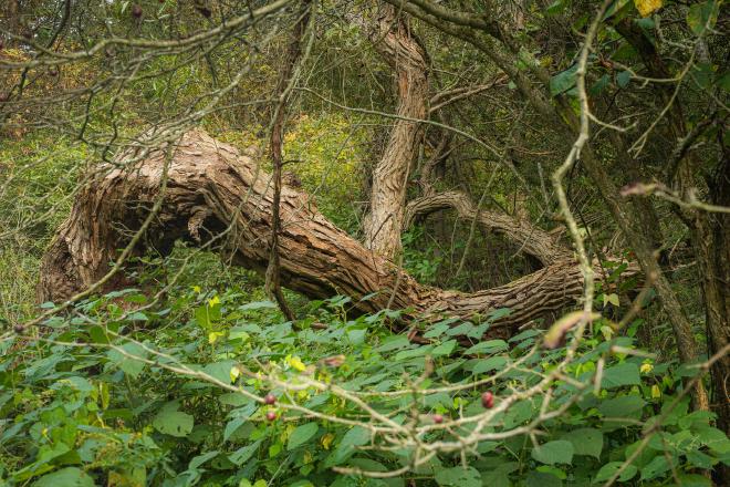 an old tree, bent and broken, in the autumn surrounded by woods