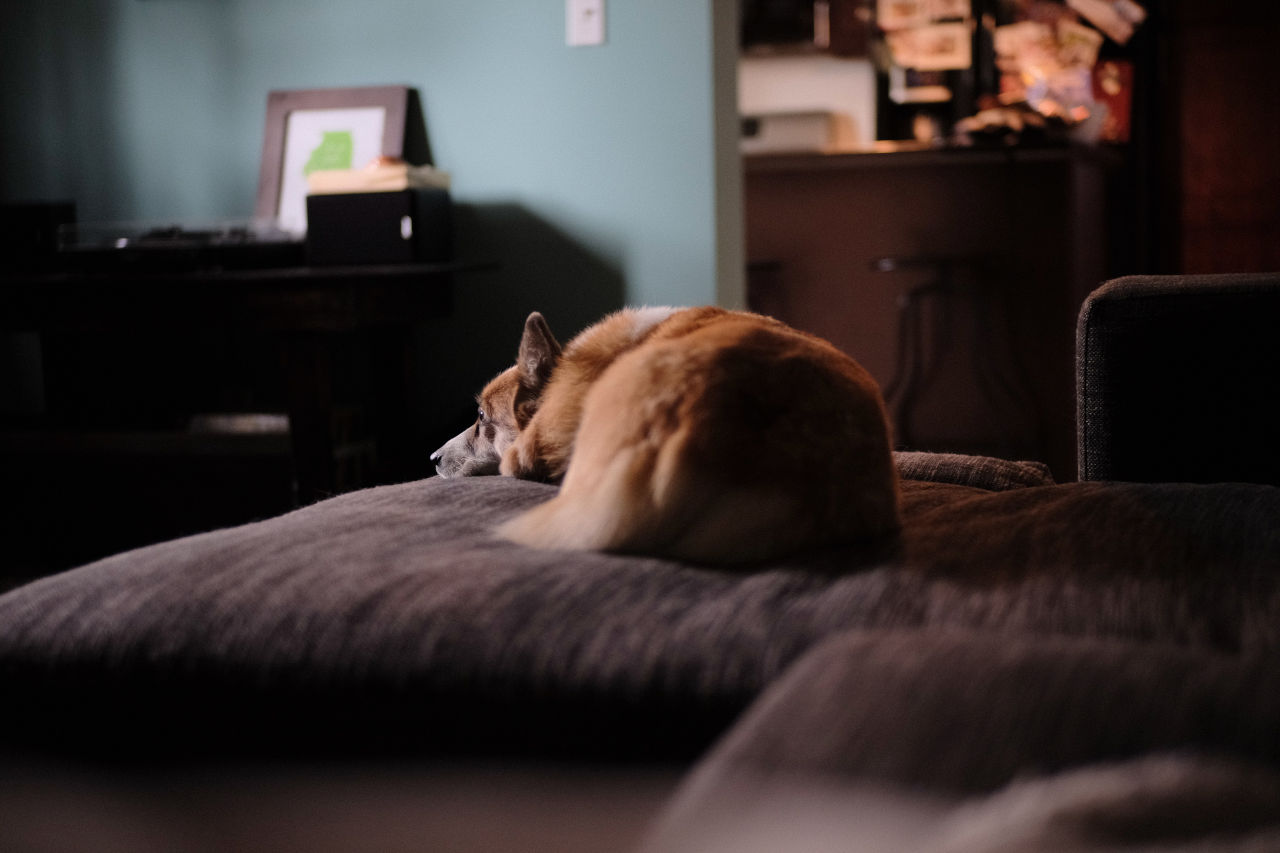 a dog resting on a couch