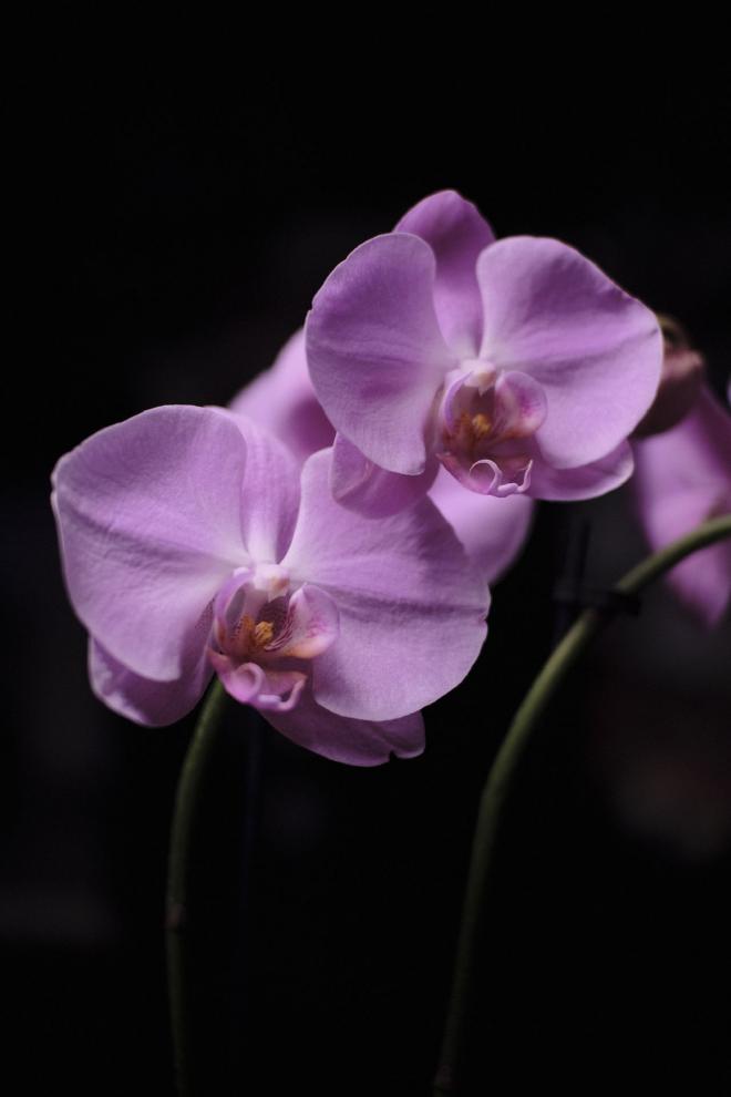 a close-up of purple orchids