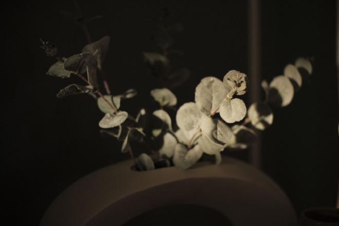 light playing on a fuzzy green plant in dim light