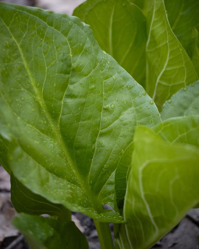 raindrops on a large green leaf