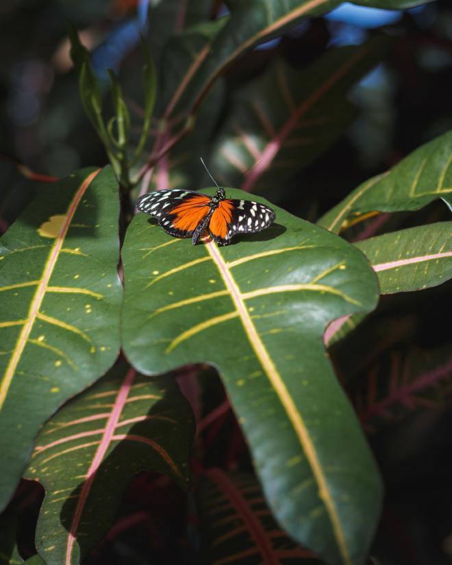 a beautiful orange and black Monarch butterfly on a green leaf