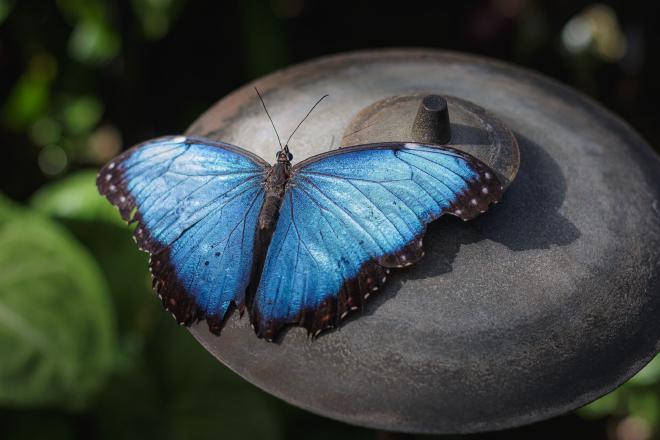 a large blue morpho butterfly with its wings spread out