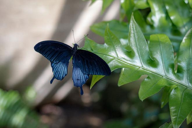 a dark blue Papilio memnon perched on a green leaf