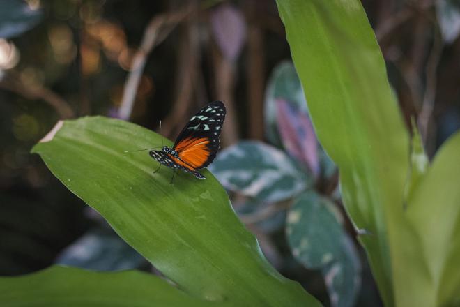 a lovely monarch butterfly