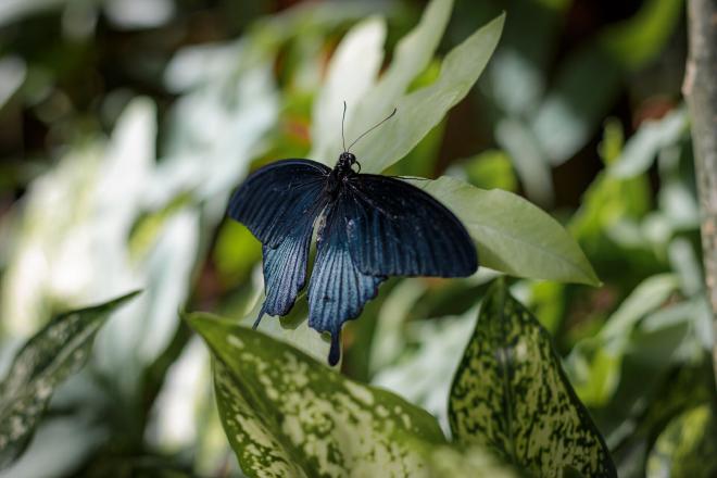 a dark blue Papilio memnon perched on a green leaf