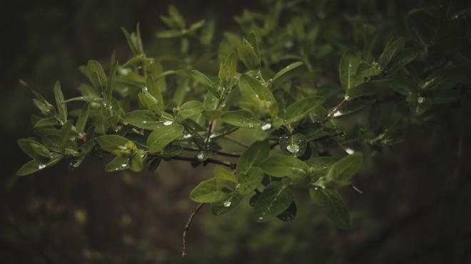 dark green leaves with raindrops on them