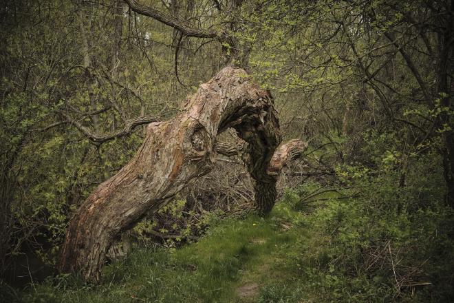 A bent and broken tree