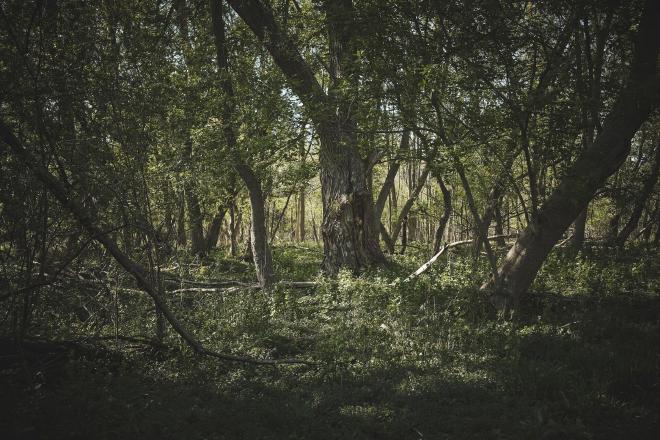 light shining through trees in a forest