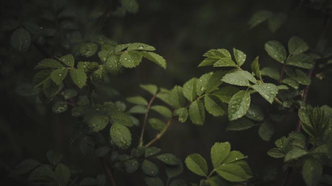 dark green leaves with raindrops on them