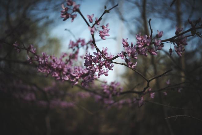 flowers on a tree in spring