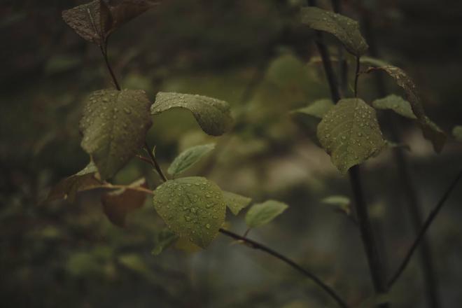 dark green leaves with raindrops on them