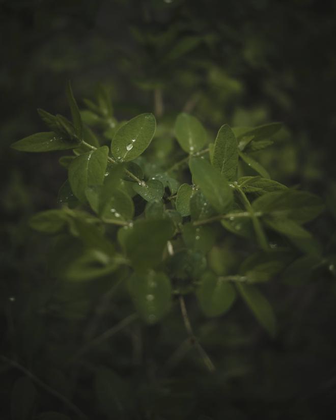 dark green leaves with raindrops on them