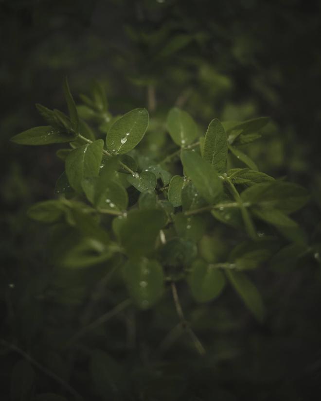 dark green leaves with raindrops on them