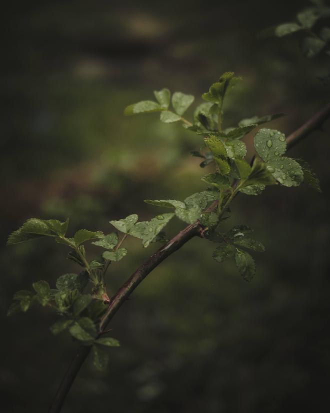 dark green leaves with raindrops on them