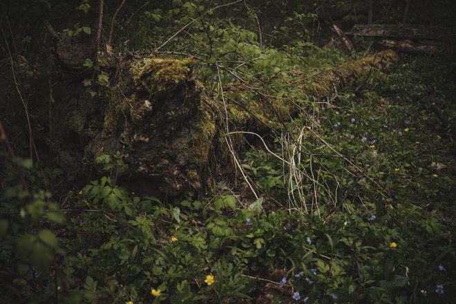 A mossy log surrounded by greenery and small flowers