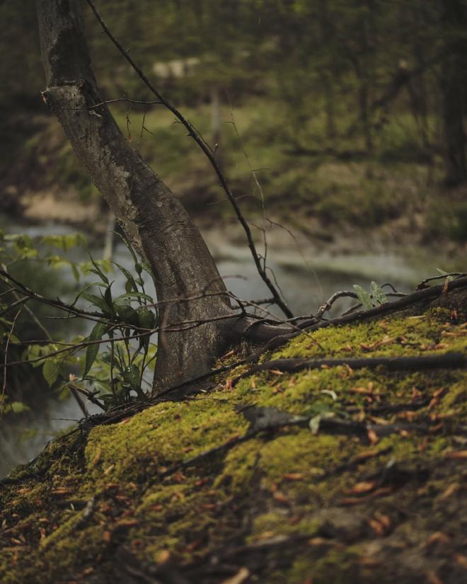 A mossy tree truck growing out of a mossy ground