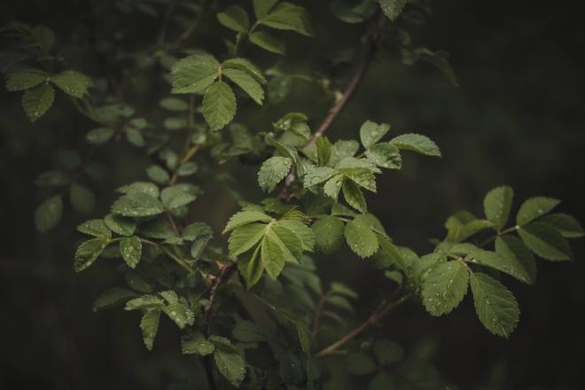 dark green leaves with raindrops on them