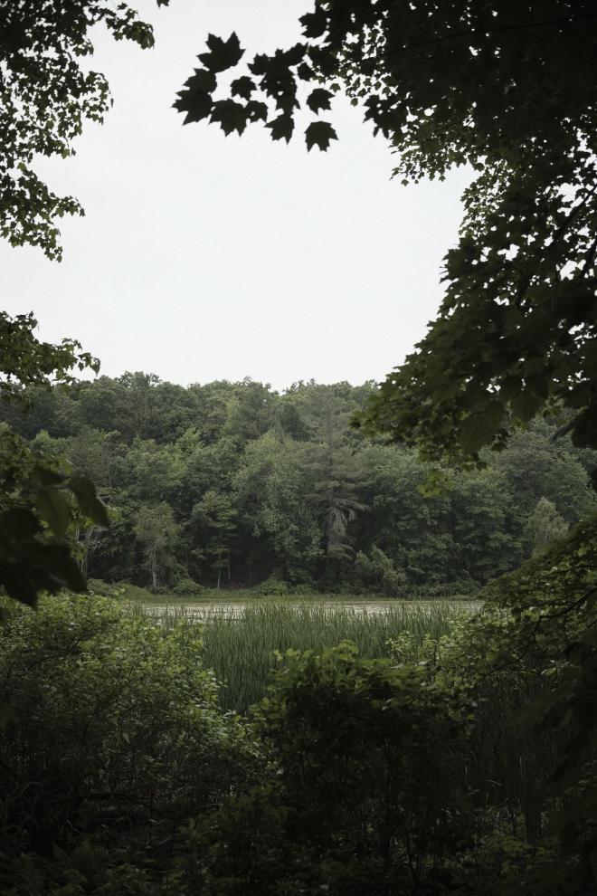 an overlook of a rainy lake through a gap in the trees