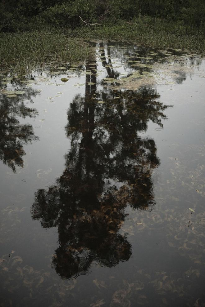 the reflection of a tall forboding tree on a dirty lake