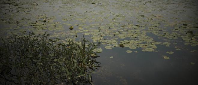 lilly pads and reeds on a lake