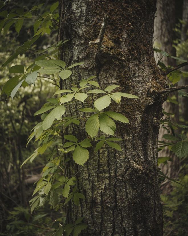 green leaves set against mossy bark