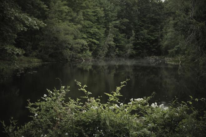 a bush with white flowers on it next to a small pond