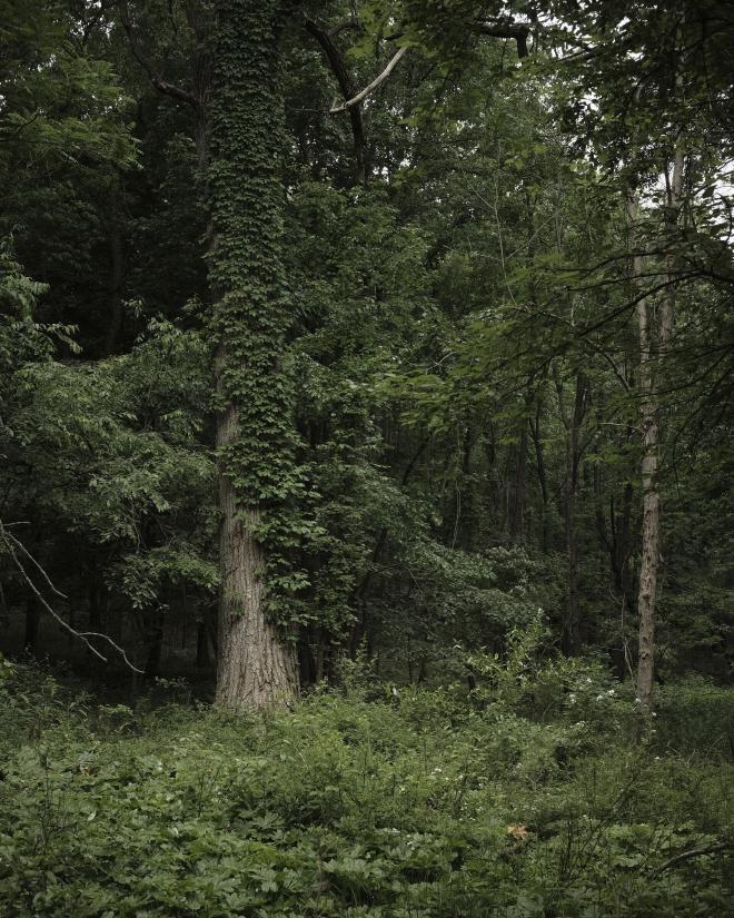 a tall tree with leafy vines growing up its trunk