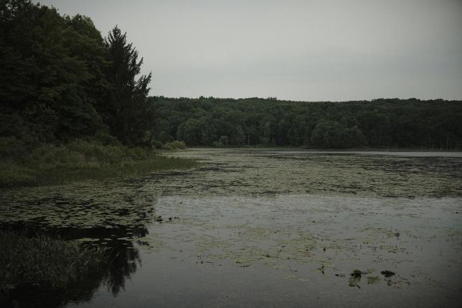 A lake with lots of lilly pads and trees in the background
