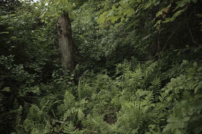 a woodland scene with lots of ferns and overgrowth