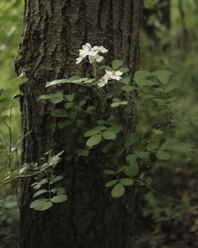 a small plant growing against a tree with a white flower