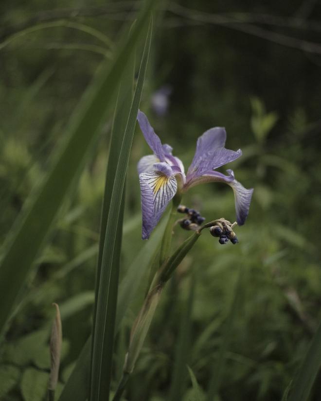 Close up of a purple flower surrounded by grass