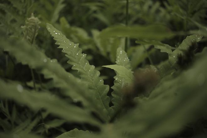 close up of green plant with raindrops on the leaves