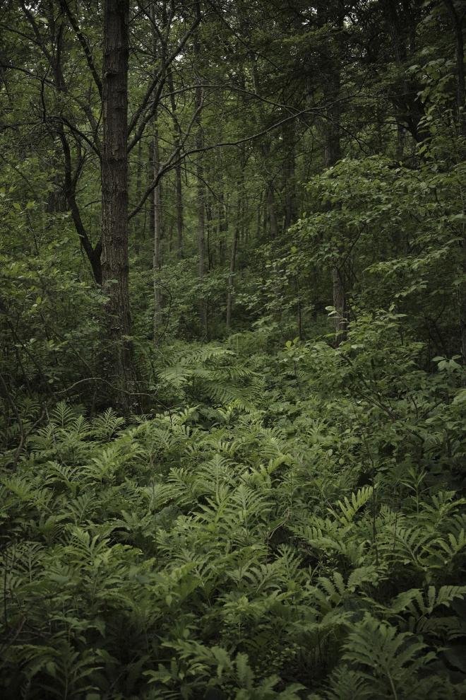 A forest with lots of ferns and trees