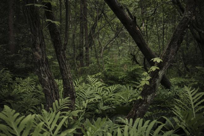 A forest with lots of ferns and trees