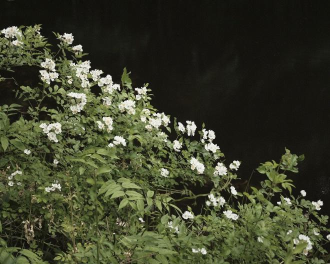 white flowers on a bush