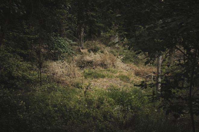 a faun in a thicket of dense woods