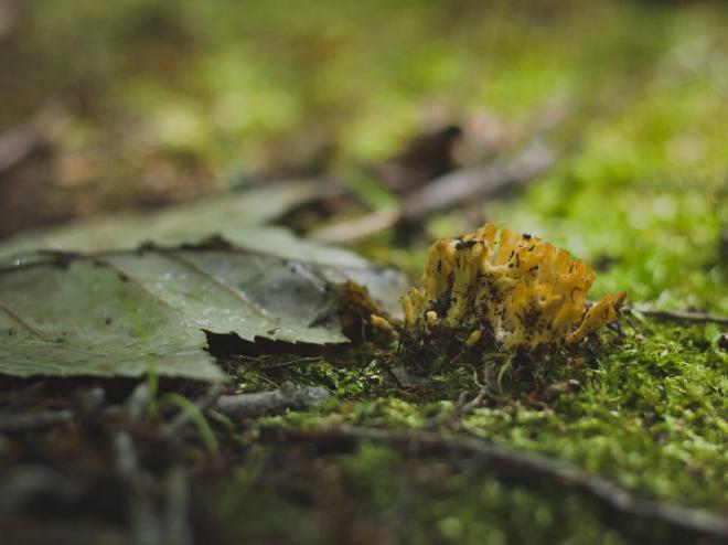 an odd spiky mushroom growing out of moss
