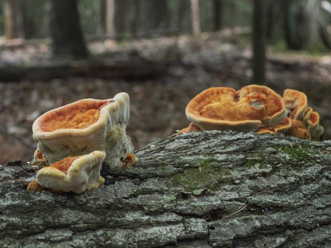 large mushroom fungi growing out of a log