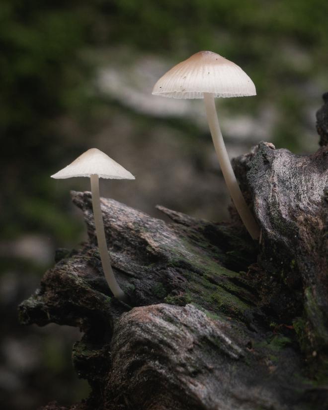 two small mushrooms growing out of a dead log