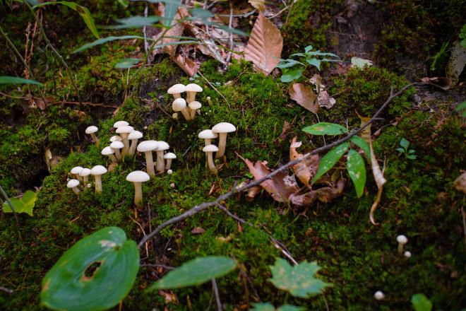 several groups of mushroom growing on a mossy log