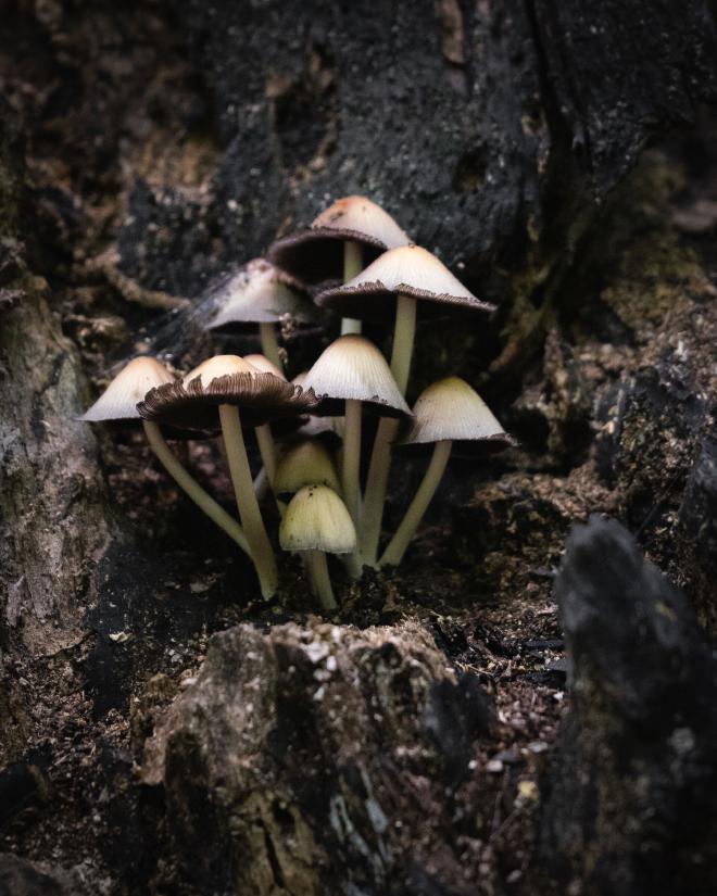 a small group of mushrooms growing on a dead log