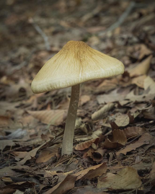 a large mushroom growing amongst fallen leaves